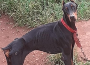 Cachorro vítima de maus-tratos é resgatado pela Polícia Civil de Rio Verde