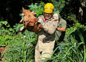 Cadela debilitada é resgatado de ribanceira no Jardim Adriana, em Rio Verde