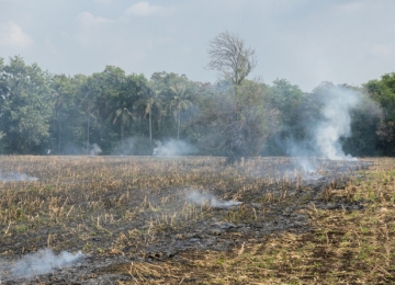 Após queimadas produtores rurais calculam prejuízos para próxima colheita