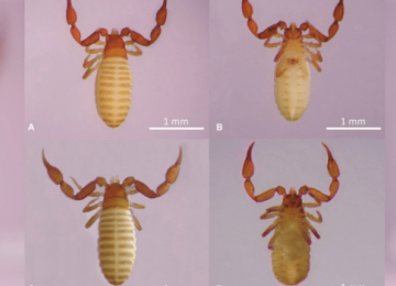 Pesquisadores da UEG descobrem nova espécie de escorpião