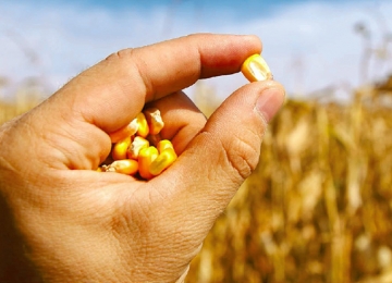 Sementes de milho a preços acessíveis são disponibilizadas para agricultores familiares em Rio Verde