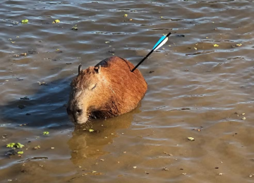 Capivara é resgatada pela GCM após ser atingida por flecha, mas morre