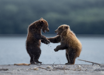 Comédia da vida selvagem: concurso premia as melhores fotos de animais 
