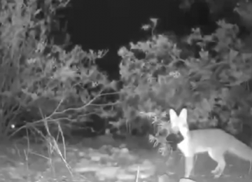 Câmeras flagram raposa roubando câmeras de residência nos EUA e registros viralizam