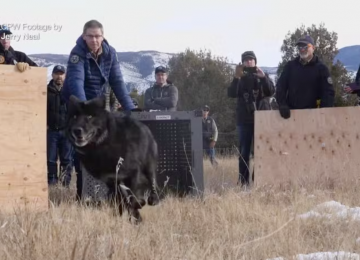 Lobos são soltos pela primeira vez em montanhas do Colorado, nos EUA: assista ao vídeo
