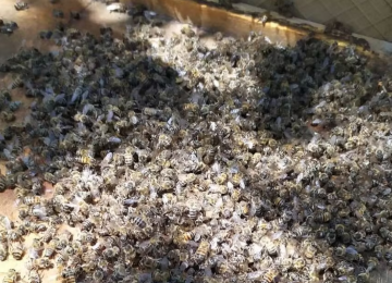 Produtores são indiciados por morte de quase 9 milhões de abelhas em Goiás