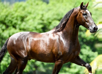 Cavalo de R$ 12 milhões teria morrido após consumir ração de fábrica, em Goiás