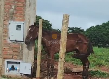 Cavalo é flagrado com a cabeça presa em cerca em lote no Conjunto Vila Verde, em Rio Verde; animal está sob cuidados