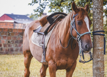 Fábrica de rações de Itumbiara suspende atividades após morte de 63 cavalos