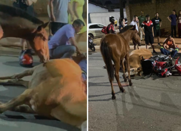Cena comovente: cavalo tenta reanimar égua morta após atropelamento em Goiânia