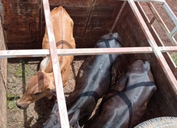 Batalhão Rural prende autor de furto de bovinos em Rio Verde e recupera animais