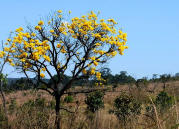 Goiás cria programa para remunerar produtores que preservarem áreas nativas