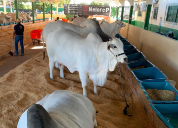 Chegada do gado Nelore marca início da programação técnica da Expo Rio Verde 2026