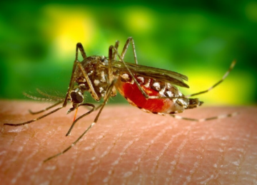 Chikungunya atinge recordes em Goiás