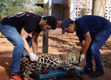 Queimadas: Milhares de animais sofrem e morrem no Pantanal