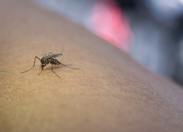 Rio Verde tem mais de 150 casos confirmados de dengue