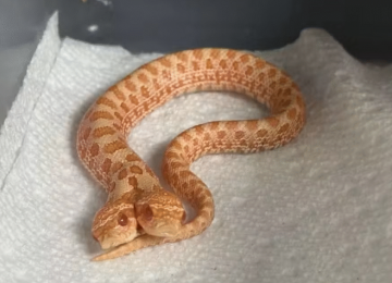 Cobra de duas cabeças nasce em cativeiro nos Estados Unidos e intriga especialistas