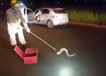 Cobra é capturada em via pública de Rio Verde pelo Corpo de Bombeiros