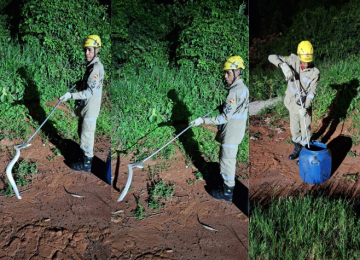 Cobra jiboia albina é encontrada em fundo de quintal de residência no Bairro Maranata, em Rio Verde