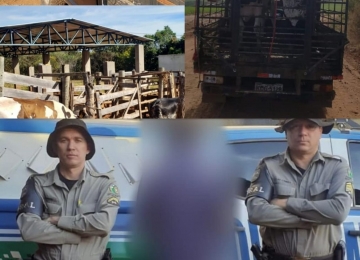 Batalhão Rural prende foragido da justiça e recupera gado roubado durante final de semana