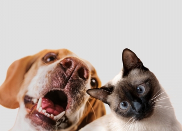 Cães e gatos devem ser registrados obrigatoriamente em Goiás