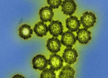  Com 30 casos confirmados da gripe H3N2 Saúde de Goiás emite alerta 