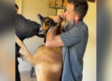 Como agir em caso de ataque de pitbull? Especialista explica técnicas eficazes para conter o animal