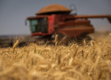 Conab aponta crescimento de 35,7% na produção goiana de trigo