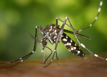 Controle biológico para Aedes aegypti é desenvolvido pela UFG