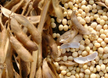 USDA eleva a estimativa da produção da soja brasileira