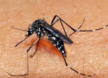 Casos de dengue diminuem em Rio Verde