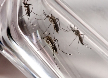 Casos de dengue diminuem com quarentena do novo coronavírus