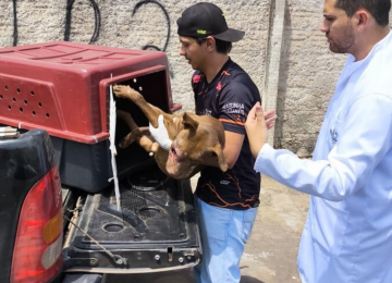Polícia Civil prende homem por maus-tratos a animais em Caldas Novas