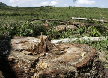 Empresa é autorizada pelo Ibama a desmatar 14 hectares de mata atlântica