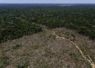 Alerta de desmatamento na Amazônia cresce 51,45% no primeiro trimestre de 2020