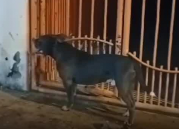 Dono de American Bully é preso após animal atacar mulher na Vila Amália II, em Rio Verde