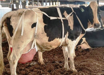 'Sutiãs para vacas: veterinária explica que sustentador aumenta o bem-estar animal e ajuda em casos de frouxidão ligamentar