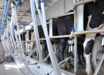 Menor oferta no campo deve elevar os preços ao produtor de leite em junho