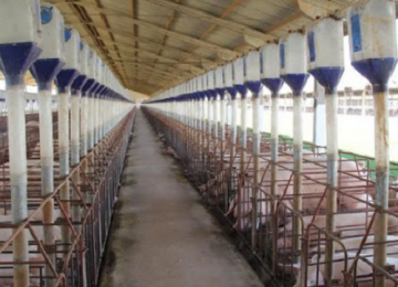 Custos de produção da suinocultura em Rio Verde são analisados