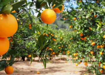 Brasil se destaca como maior produtor mundial de laranja e exportador de suco da fruta