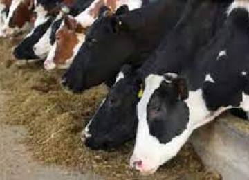 Ifag: alimentação do gado lidera custos apontados no Índice de Insumos para a Produção de Leite Cru Em Goiás