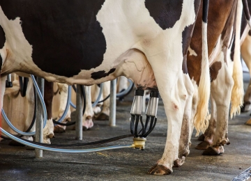 CMN aprova medidas para o setor leiteiro
