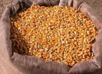 Faeg avisa que leilões de milho para abastecer pequenos criadores devem iniciar em setembro