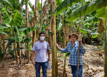 Goiás é o 10° produtor nacional de bananas e um dos únicos a cultivar uma variedade