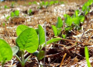 Propriedades e áreas produtoras de soja com plantio na última semana de dezembro devem ser cadastradas na Agrodefesa