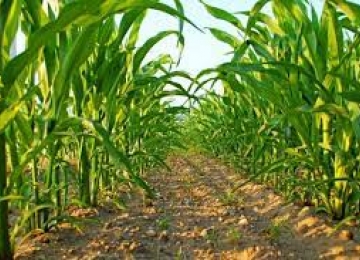Queda na produção de milho safrinha em Goiás e de 2,6 milhões de toneladas