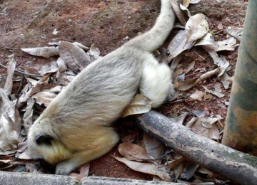 Sete macacos morrem por febre amarela em menos de um mês em Goiás