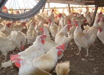 Gripe aviária confirma 36º caso em aves silvestres