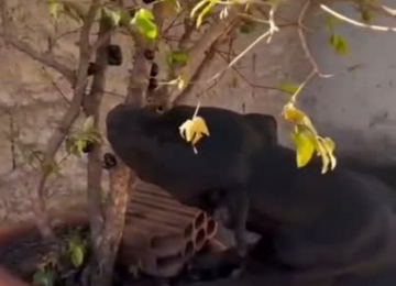 Em Goiás, Pitbull viraliza ao ser flagrada comendo jabuticabas direto do pé