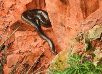 Sucuri gigante é flagrada isolada em buraco milenar, em Mato Grosso do Sul